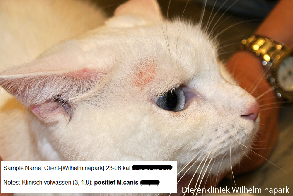 Index of /images/dierinfo/kat/huidproblemen/